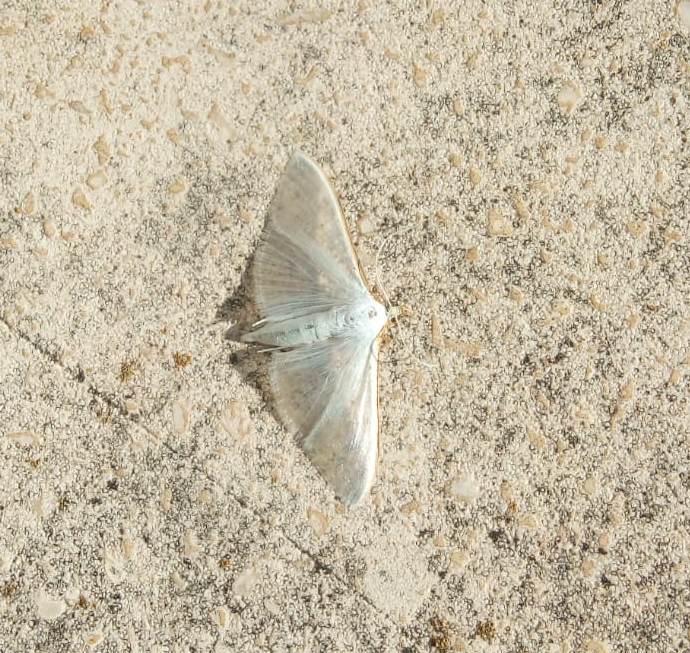 Palpita vitrealis?